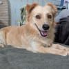 Max  liebes Zuhause gesucht