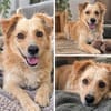 Max  liebes Zuhause gesucht