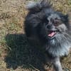 ❤ Chucky  kleiner Kerl mit großem Herzen 🐾