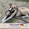 Lilly - sucht ihr für Immer Zuhause