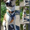 Lilly - sucht ihr für Immer Zuhause