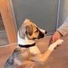 Lilly - sucht ihr für Immer Zuhause
