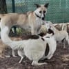 Lilly - sucht ihr für Immer Zuhause