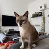 Sehr menschenbezog. junge Siamkatze- 01127 Dresden