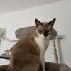 Sehr menschenbezog. junge Siamkatze- 01127 Dresden
