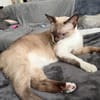 Sehr menschenbezog. junge Siamkatze- 01127 Dresden