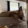Sehr menschenbezog. junge Siamkatze- 01127 Dresden