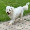 DORI-zuckersüße, freundliche Bichon-Mix-Hündin