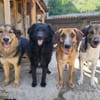 Sanfter Rüde ♥Amigo♥ erwartet dich schon in 74749 Rosenberg