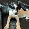 Odette - das offenherzige, sehr freundliche Welpenmädchen