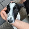 Odette - das offenherzige, sehr freundliche Welpenmädchen