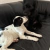 Odette - das offenherzige, sehr freundliche Welpenmädchen