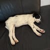 Odette - das offenherzige, sehr freundliche Welpenmädchen