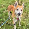 Katzenfreundlicher Shiba Inu Mix Luke wartet in 94518 Spiege