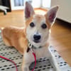 Katzenfreundlicher Shiba Inu Mix Luke wartet in 94518 Spiege