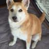 Katzenfreundlicher Shiba Inu Mix Luke wartet in 94518 Spiege