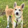 Katzenfreundlicher Shiba Inu Mix Luke wartet in 94518 Spiege