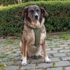 Emma - die gemütliche, anhängliche Hundedame