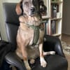 Emma - die gemütliche, anhängliche Hundedame