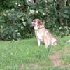 Emma - die gemütliche, anhängliche Hundedame