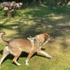 Emma - die gemütliche, anhängliche Hundedame