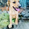 Kleines Mädchen sucht ein Zuhause