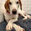 Bracken-Bub  Tilly  wartet bereits in 01640 Coswig