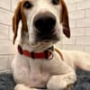 Bracken-Bub  Tilly  wartet bereits in 01640 Coswig
