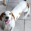 Bracken-Bub  Tilly  wartet bereits in 01640 Coswig
