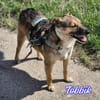 Vermittlungshilfe Tobbik; Unternesselbach
