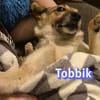 Vermittlungshilfe Tobbik; Unternesselbach