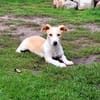 Pollux sucht ein Zuhause