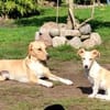 Pollux sucht ein Zuhause