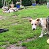 Pollux sucht ein Zuhause