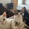Charlie und Linus aus dem Tierschutz