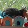 Honey W ~6jahre