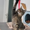 Karlsson sucht ein eigenes Zuhause