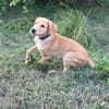 Chabin, Mâle, X Berger, né le 09/06/2026 🐶