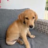 Chabin, Mâle, X Berger, né le 09/06/2026 🐶