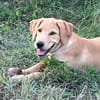 Chabin, Mâle, X Berger, né le 09/06/2026 🐶