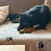 Hübsche Eva sucht ihren Adam