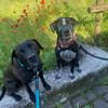 Spike ein Charakterhund sucht ein Zuhaus
