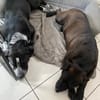 Spike ein Charakterhund sucht ein Zuhaus