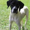Melina, geb. ca. 01/2025, 67735 Mehlbach