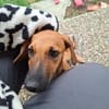 Mijou  kleine Traumhündin sucht ihre Menschen