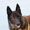 Orko Sportlicher Malinois sucht tolles Zuhause