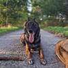 Orko Sportlicher Malinois sucht tolles Zuhause