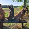 Orko Sportlicher Malinois sucht tolles Zuhause
