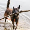 Orko Sportlicher Malinois sucht tolles Zuhause