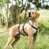 Yoyo  ein Pointer auf dem Weg in ein besseres Leben